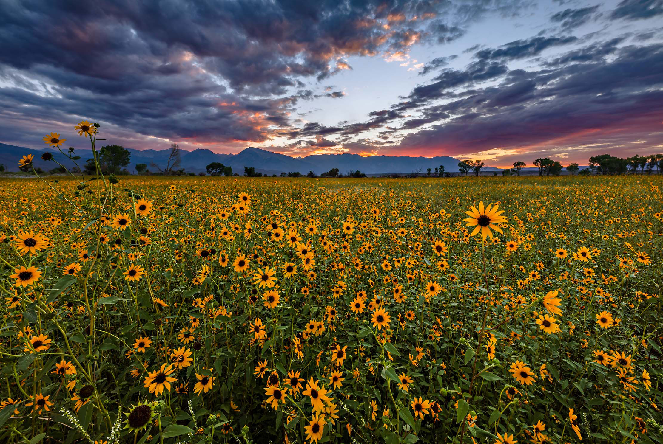 01-Eastern-Sierra-Bishop-sunflowers-sunset