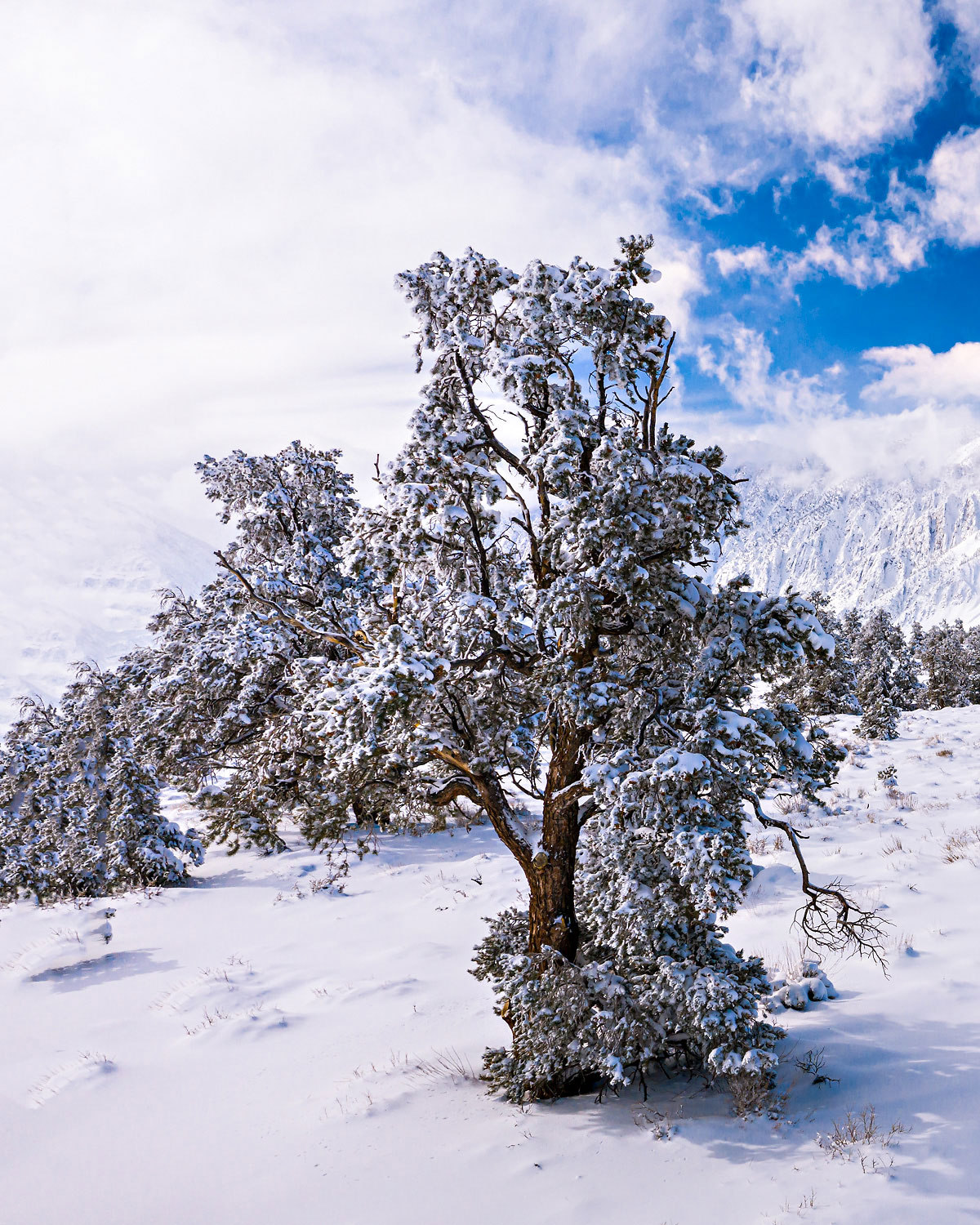 18-Eastern-Sierra-Winter-Pinion-pine-snow