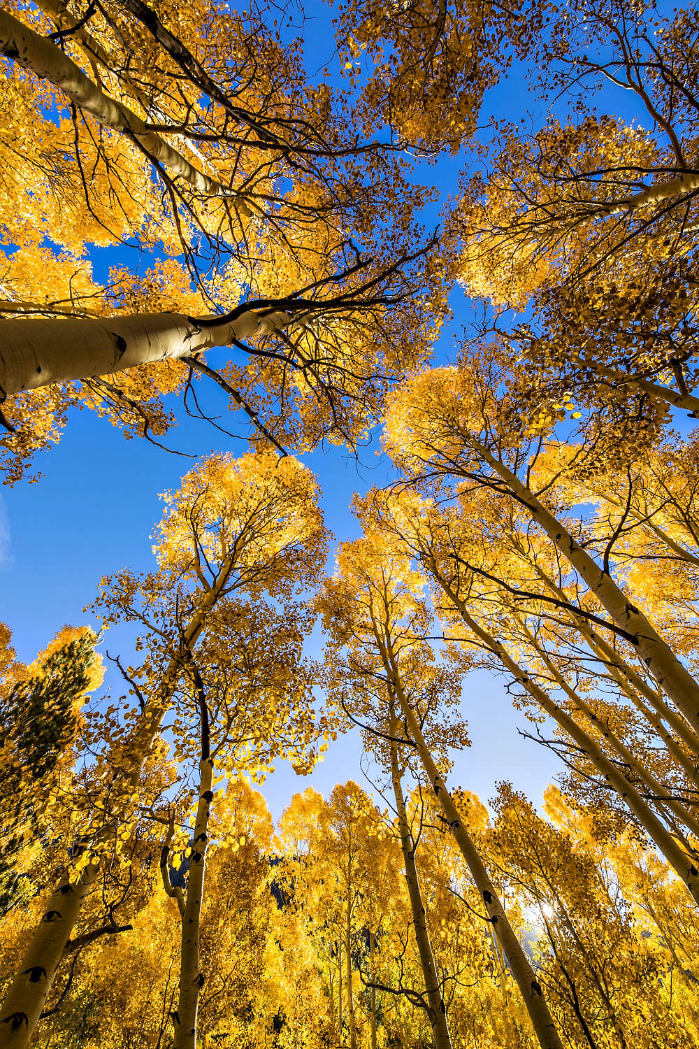 24-Eastern-Sierra-yellow-aspens-lookingup