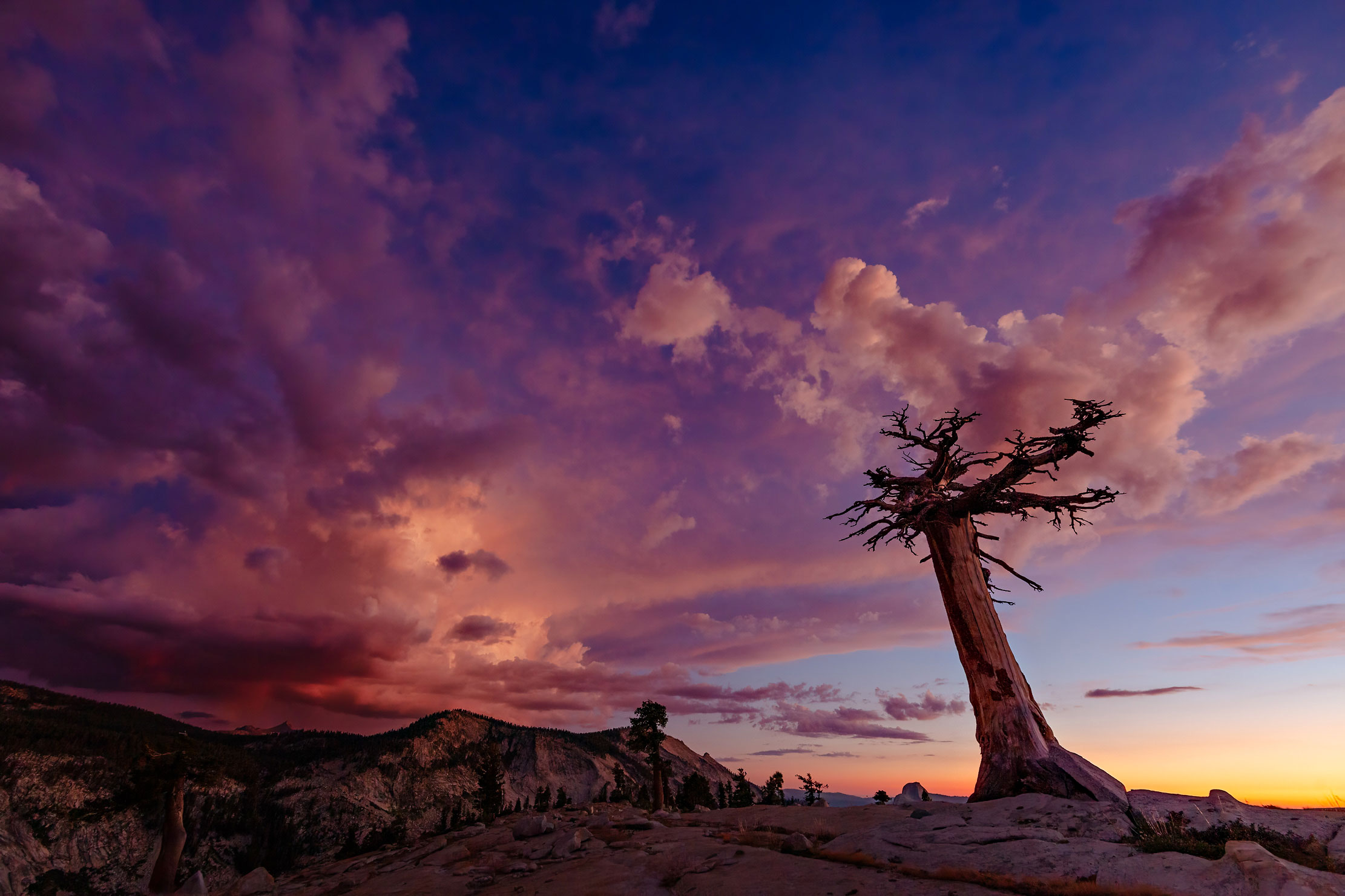33-Yosemite-Olmsted-tree-sunset-color
