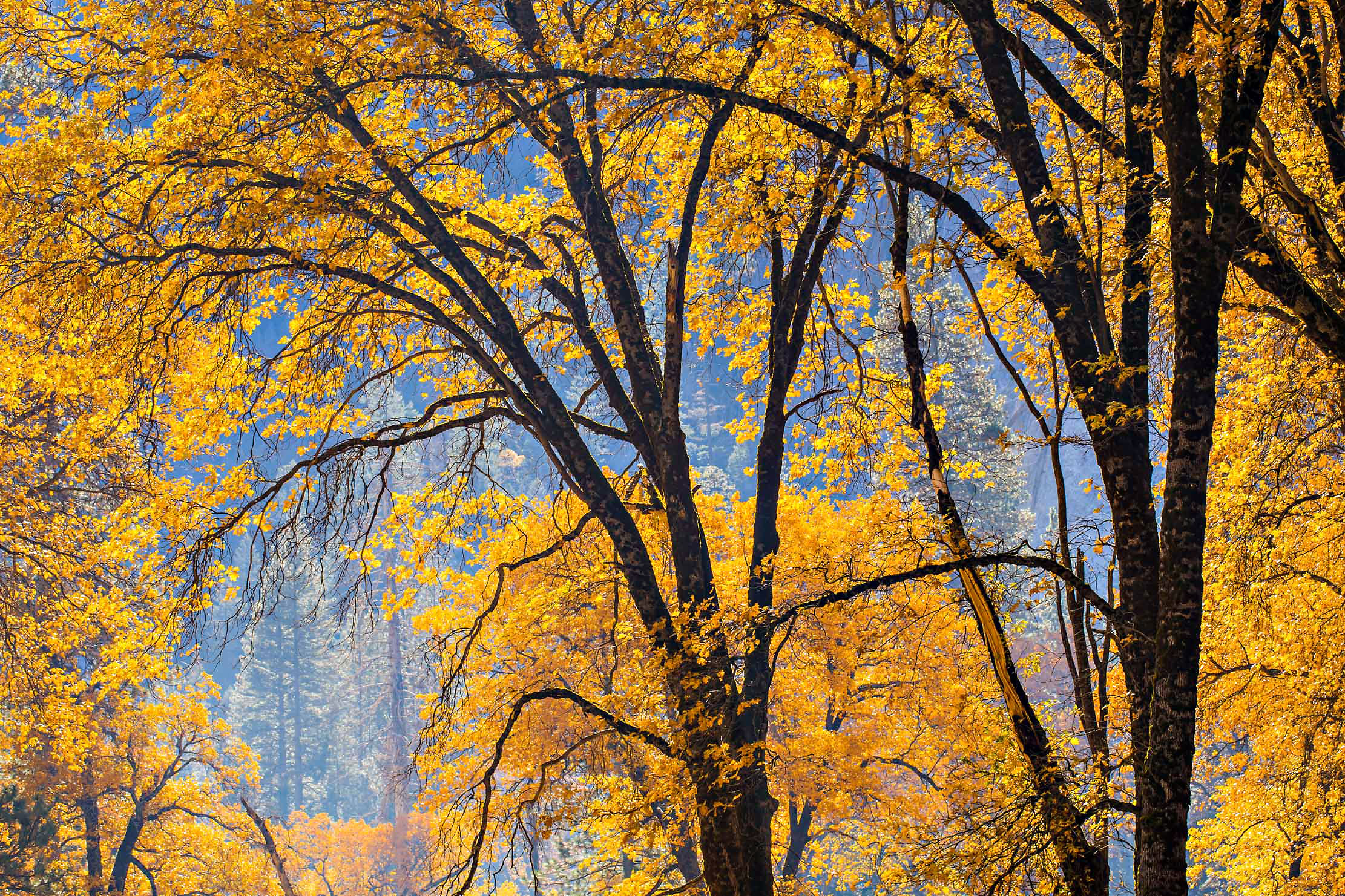 34-Yosemite-Black-Oaks-fall-color-window