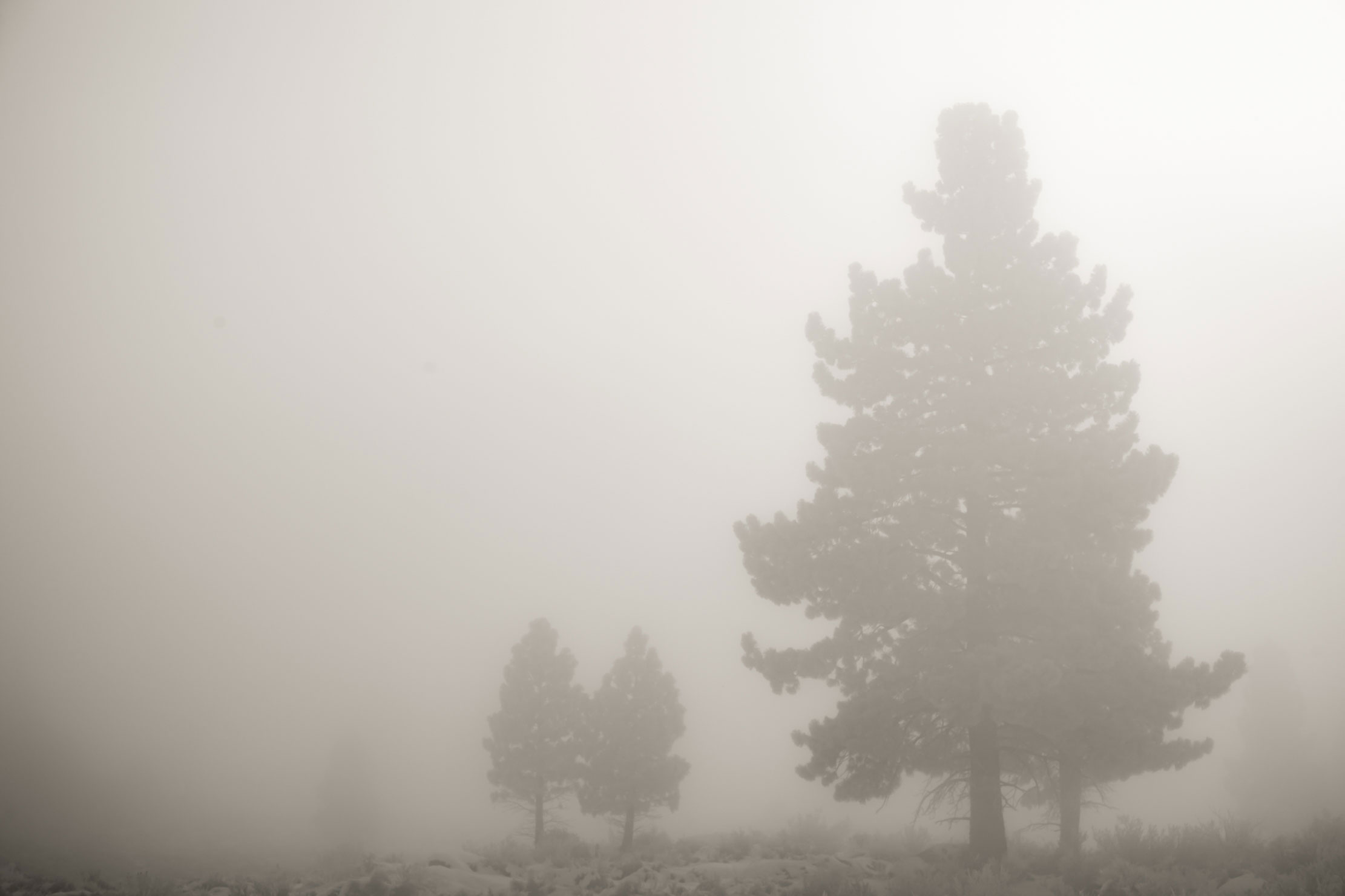 37-Eastern-Sierra-3-trees-poconip-fog