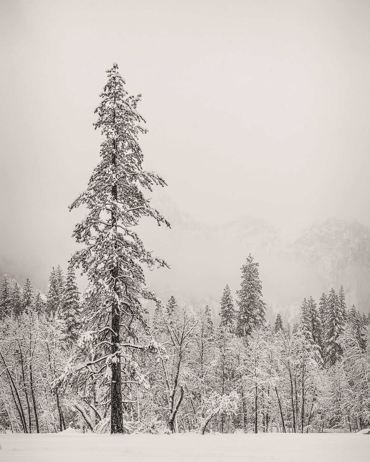 46-Yosemite-Winter-Lone-Tree