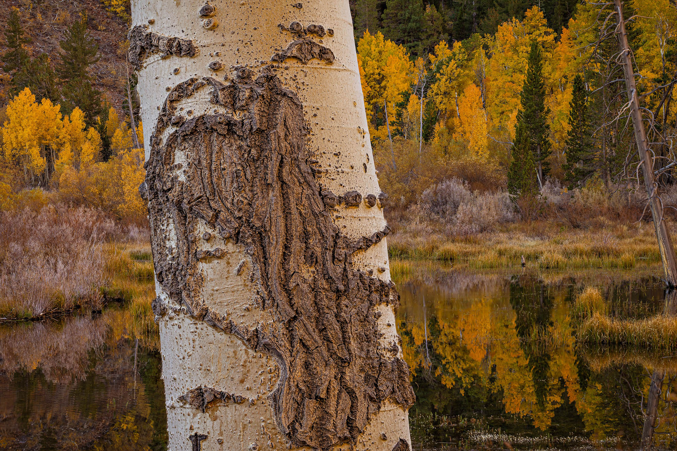 50-Eastern-Sierra-lundy-aspen-trunk