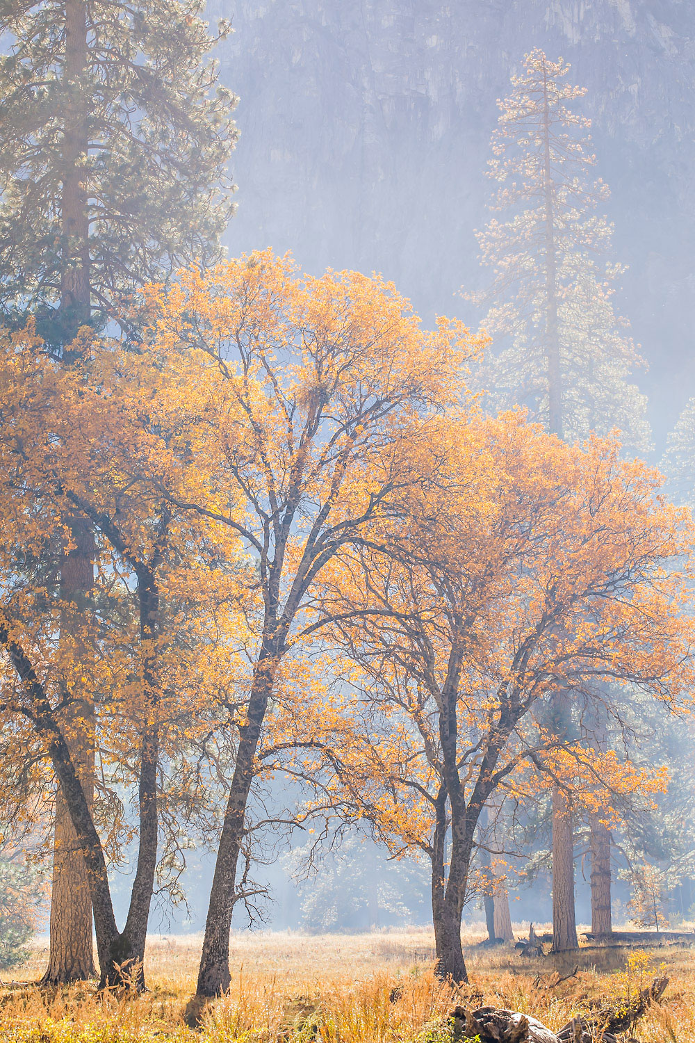 51-Yosemite-Black-Oaks-fall-color-smoke