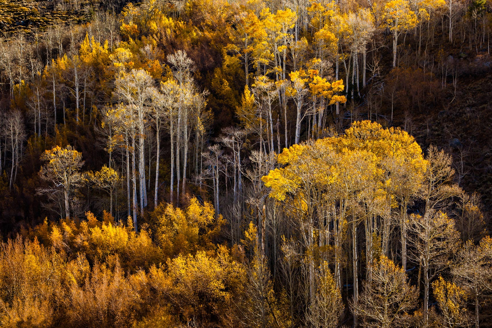 Sierra Autumn Aspens Changing