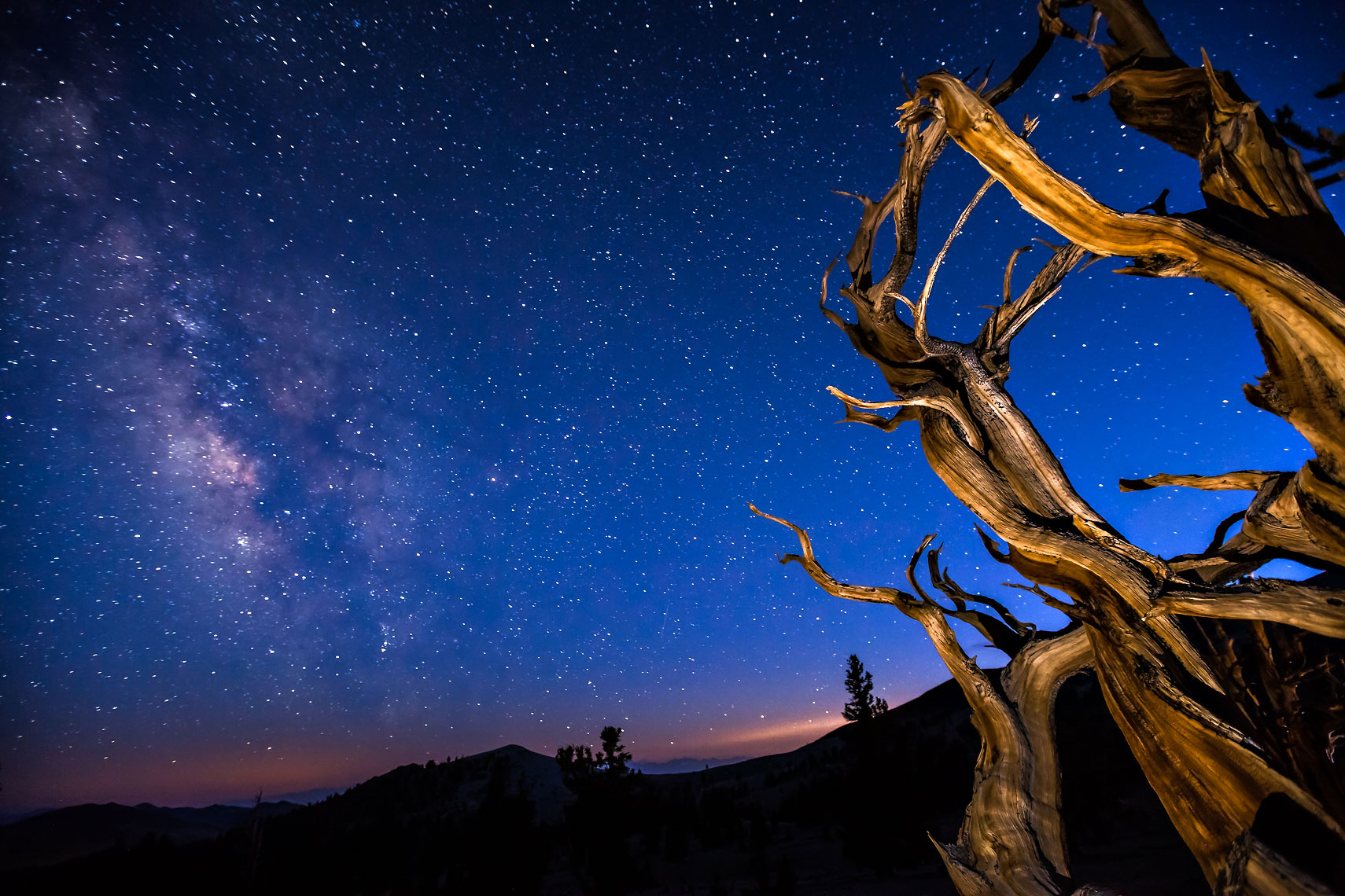 Bristlecone Blue Milky Way