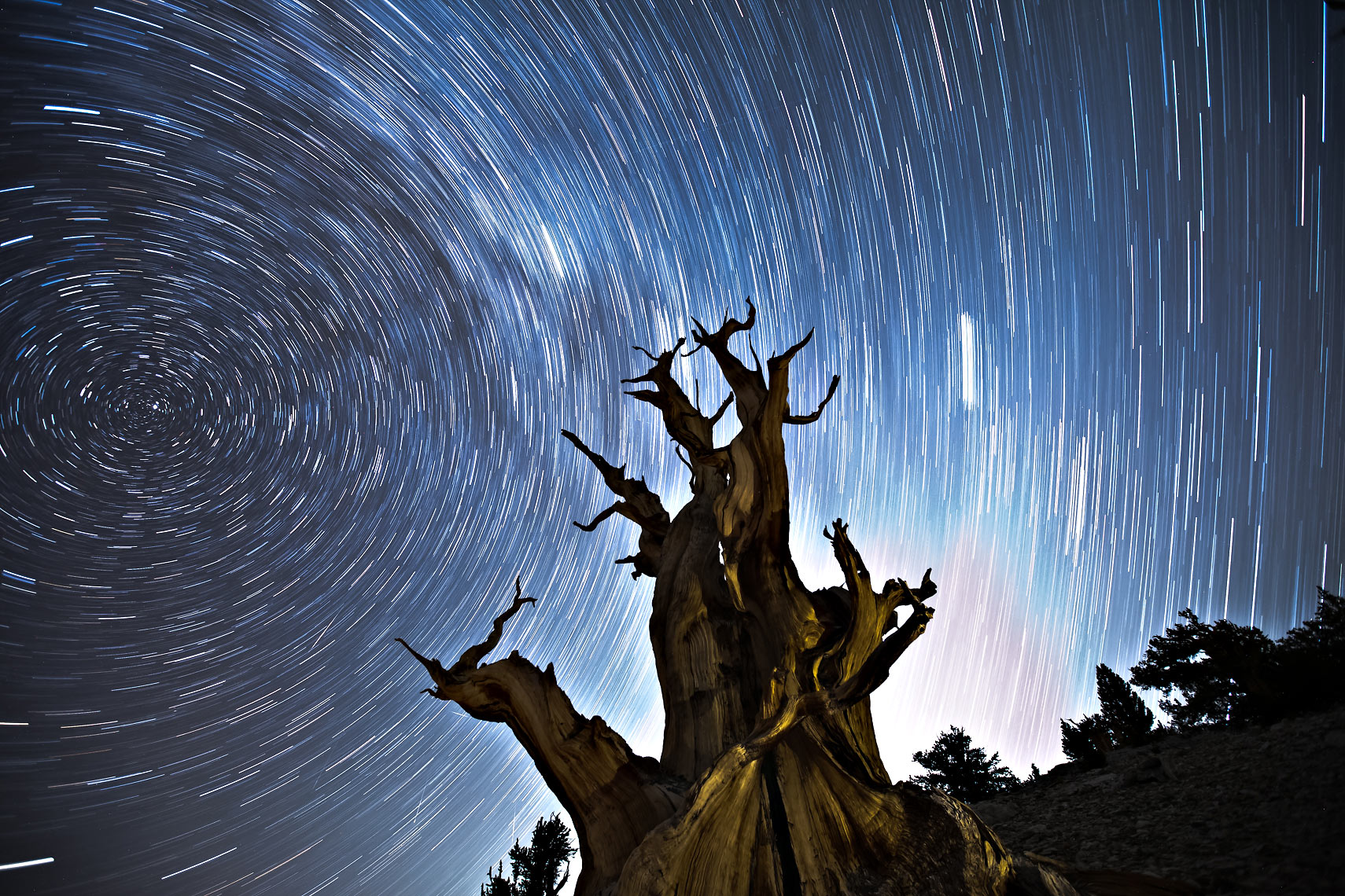 Bristlecone Pine Star Trails