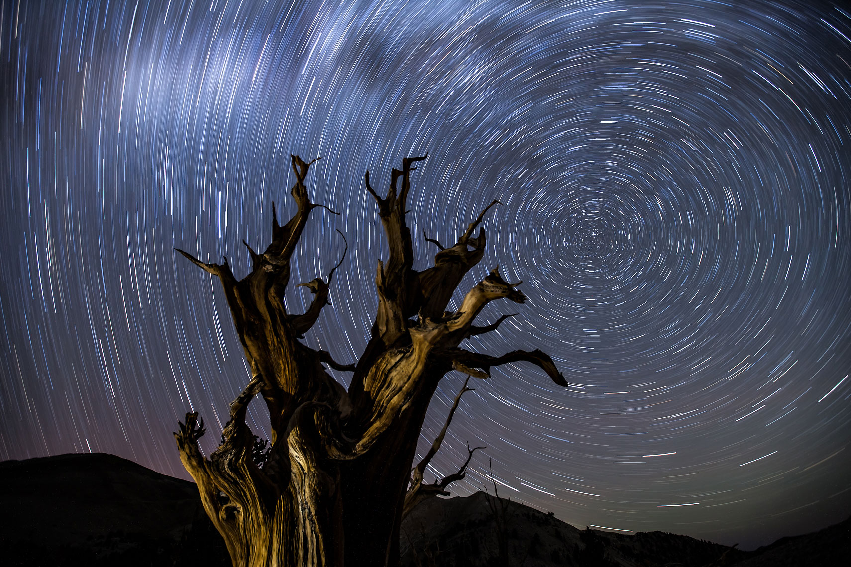 Bristlecone Star Trails