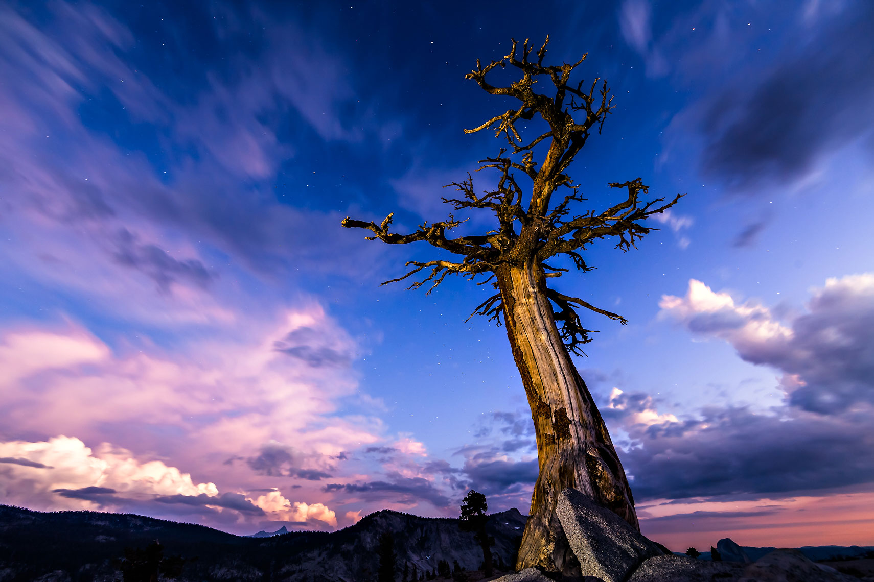 Celestial Olmsted Point Tree in Yosemite