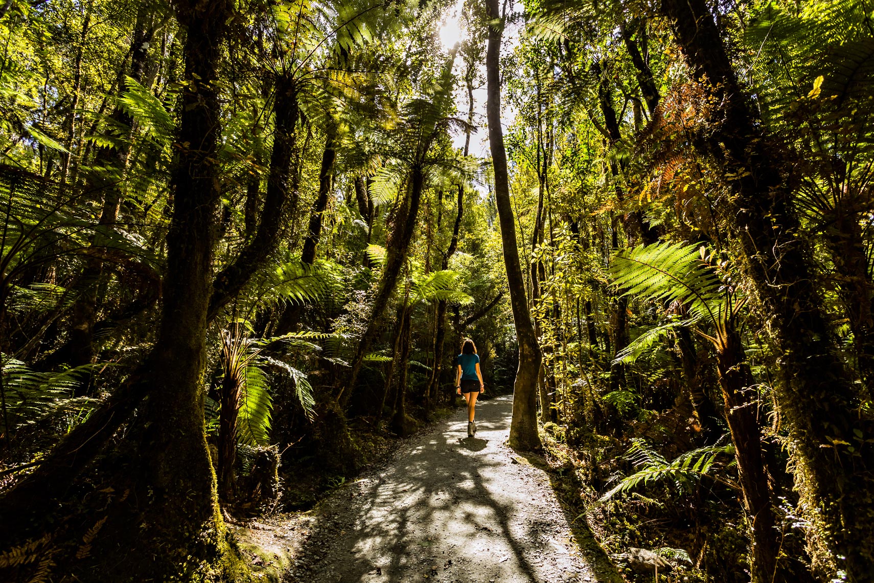 New Zealand Rainforest Hiker