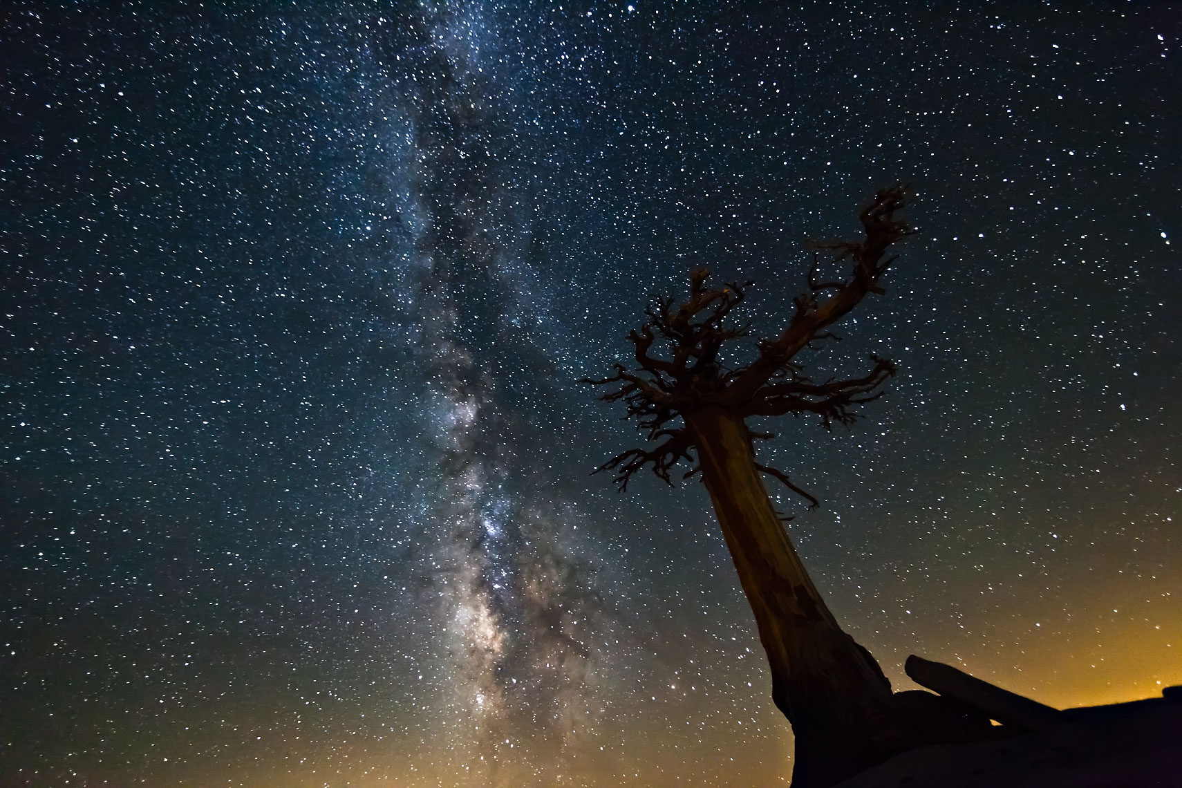 Olmsted Tree Milky Way
