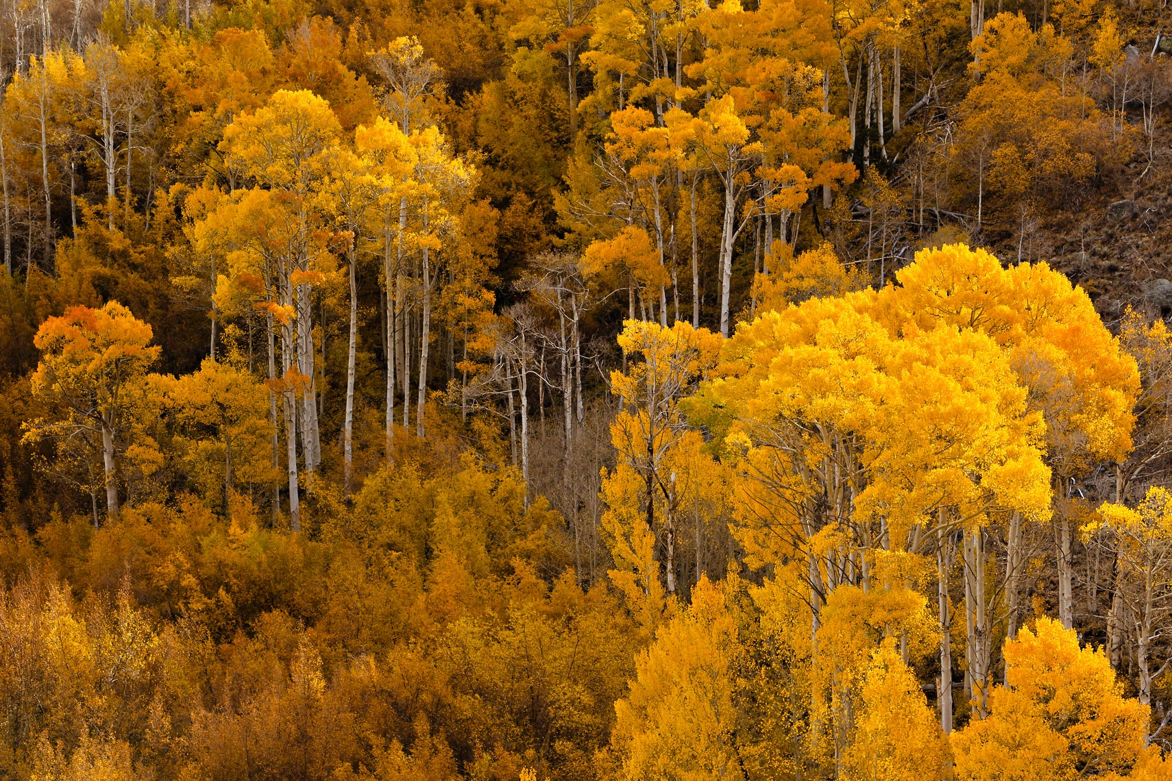 Sierra Autumn Aspens Color